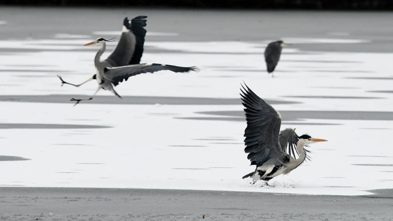 Grey Herons, Max-Eyth-See, Stuttgart, Germany